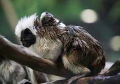 Species Monyet Baru di Temukan di Hutan Amazon